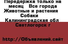 Передержка только на месяц - Все города Животные и растения » Собаки   . Калининградская обл.,Светлогорск г.